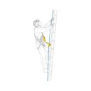 Petzl ASAPSORBER Falldämpfer zur Verwendung mit Auffanggerät ASAP / ASAP LOCK 20 cm