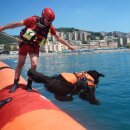 Alpdesign Hundegurt DELPHINUS verschiedene Größe
